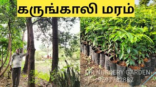 கருங்காலி மரம்KarungaliEbony treediospyros ebenum Shorts [upl. by Ulphi967]