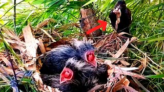 Greater coucal Birds bring frog legs to babys mouthEp23 [upl. by Aruat]