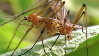 Crane Flies mating on Beautyberry Bush Cladura flavoferruginea [upl. by Aicirtan]