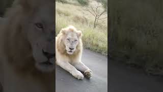 Casper the White Lion in Kruger Park [upl. by Carolin]