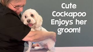 Cute Cockapoo feels better after her haircut while getting to know her new groomer Starring Sadie [upl. by Corotto]