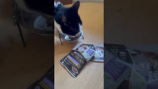 Lucys cat tries Pro Plan Kitten pouches for the first time [upl. by Asusej]