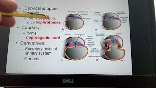 Somites  intermediate meso lateral plate mesoderm [upl. by Acire]