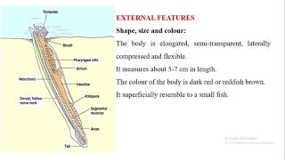 External Features Amphioxus 1 [upl. by Nobel774]