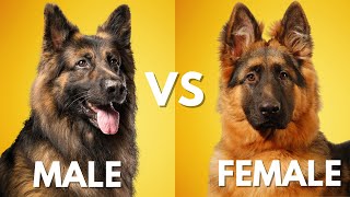 Male vs Female German Shepherd Which is Best For You [upl. by Fabriane]