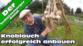 Knoblauch erfolgreich anbauen So mache ich es [upl. by Fineberg]