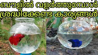 how to care fighterbettafish malayalam ബൗളിൽ വളർത്തുമ്പോൾ ശ്രദ്ധിക്കേണ്ട കാര്യങ്ങൾ [upl. by Gad]