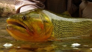 The RIO DORADO  Fly Fishing the Argentina BACKCOUNTRY by Todd Moen [upl. by Atalanti626]