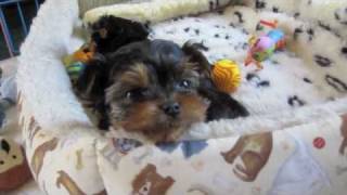 021610 Riccio Yorkie Puppies 7 Weeks Old [upl. by Eeltrebor]