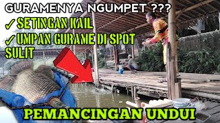 CARA MANCING IKAN GURAME DI KOLAM DI SPOT YANG SULIT‼️UMPAN GURAME KOLAM HARIAN‼️PEMANCINGAN UNDUI [upl. by Glenna]