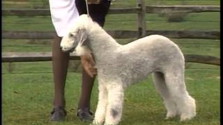 Bedlington Terrier  AKC Dog Breed Series [upl. by Goodman]