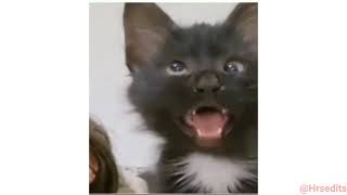 Cross Eyed Cat Meme  Viral Cat Saying Huh Meme 😺New Black Kitten Meme 😂Cat Haan Meme Orginal Video [upl. by Henrion]