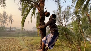 Making of Date Palm Jaggery Nolen Gur  Street Food [upl. by Friend]