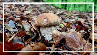 PRAWDZIWKI ponownie NAMIERZONE  Jak wygląda sytuacja z GRZYBAMI W LESIE GRZYBOBRANIE W DESZCZU [upl. by Ynnaf846]