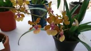 Oncidium Lanceanum Trichocentrum lanceanum amp paphiopedilum praestans [upl. by Ri]