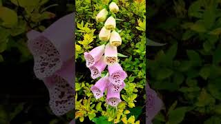 Bunga Foxgloves  Ciri Khas Bunga Liar Musim Panas enjoysimplethingsinnature [upl. by Namus]