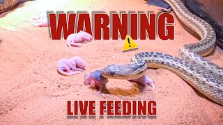 Gopher Snake Eats 6 Pinkies Mouse 1 Wild WARNING LIVE FEED [upl. by Donell]