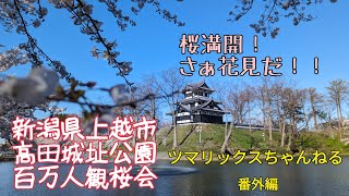 【高田城址公園百万人観桜会〜ch番外編】ツマリックスちゃんねる サトラー 上越市 高田城址公園 百万人観桜会 観桜会 桜 ＃花見＃桜の名所 ＃お花見会場 ＃新潟県の桜 上越市高田 [upl. by Llertnad]