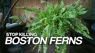 Stop Killing Your Boston Ferns Full Care Guide [upl. by Mackoff]