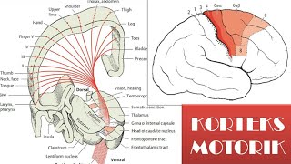 Video 12 Korteks Motorik [upl. by Damick]