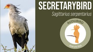 The majestic Secretarybird africanbirds birding birdsofprey [upl. by Chor]