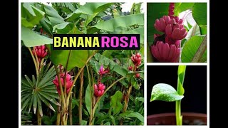 👉 BANANEIRA DE SEMENTES 🍌COMO PLANTAR BANANEIRA ORNAMENTAL MUSA VELUTINA 🍌🍌🍌 [upl. by Akiehsat]