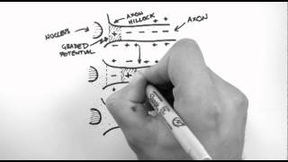 Action Potentials 3  Action Potential Propagation [upl. by Noelyn]