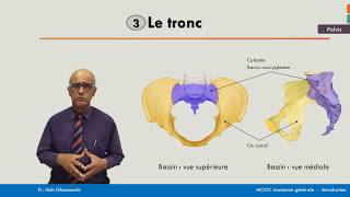 Anatomie générale  Le pelvis [upl. by Ahsanat]