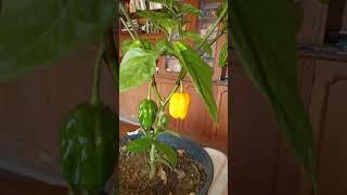 Peperoncino Habanero Giallo food nature plants fruit cucina [upl. by Selym85]