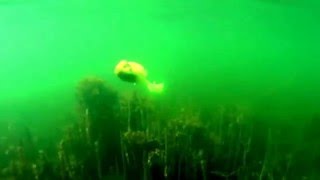 Miuras Mouse underwater footage [upl. by Suhcnip]