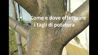 Come e dove fare i tagli di potatura [upl. by Anelat122]