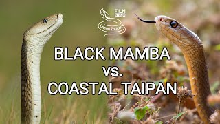 Black mamba vs Coastal taipan  Battle of the deadly snakes [upl. by Norym]