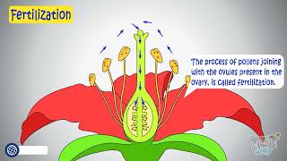 Pollination amp Fertilization in Plants  Structure of a Flower  Pollination amp Fertilisation Process [upl. by Dlonra]