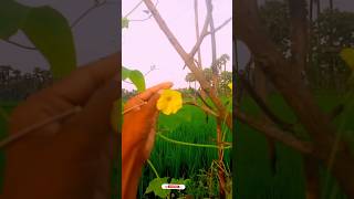 Farming life 🙏charanyadav506 trending ytshorts viralshorts agricalchar youtobe agriculture [upl. by Hnilym]