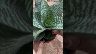 Let’s repot snake plant pups snake plant propagation youtubeshorts shorts trending shortsfeed [upl. by Deva]