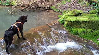 Lieblingshund Dunkelbunt am Bach kaiken 甲斐犬 [upl. by Anamuj807]