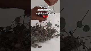 Nadie Ceropegia woodii variegata❤💋 [upl. by Ikin]