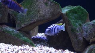 African Malawi Mbuna Cichlids Aquarium quotMalawi Lakequot [upl. by Anuahsar723]