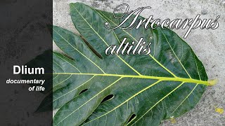 Breadfruit Artocarpus altilis  part 2 [upl. by Truelove128]