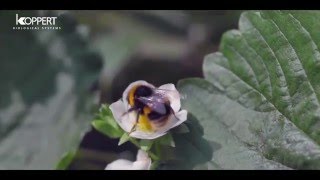 Strawberry pollination with Natupol bumblebees  SampA Produce [upl. by Eikcaj180]