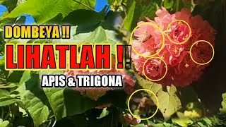 LIHATLAH ‼️ Ramainya Lebah Apis amp Trigona di Bunga Dombeya flower that bees like the most dombeya [upl. by Macdonald5]