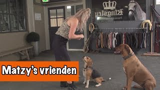 De vrienden van Matzy  DierenpraatTV [upl. by Sadoc507]