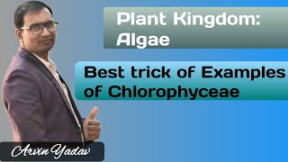 Algae  Best trick of Chlorophyceae class 11 Examples of Chlorophyceae  Plant Kingdom  NEET 2021 [upl. by Sulamith]