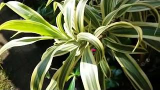 Dracaena Reflexa Song of India  Dracaena Surculosa Milky Way [upl. by Shepherd15]