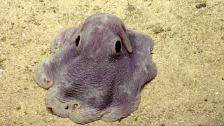 Dumbo Octopus in Action  Nautilus Live [upl. by Nueovas108]