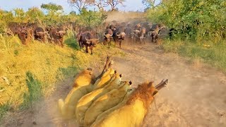 Buffalo Mom Sacrifices Herself to Save her Baby from Lions [upl. by Levin]