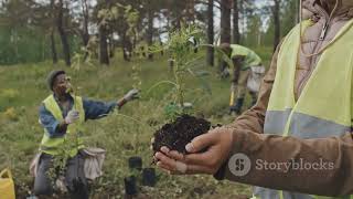 From Barren to Beautiful The Power of Reforestation [upl. by Morty]