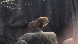 Epic Lion Roar at Lincoln Park Zoo [upl. by Bose816]