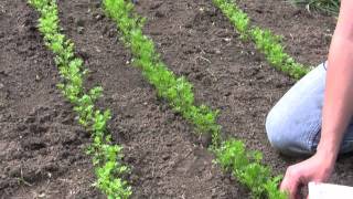 How to Grow and Sow Carrots from Seed  Gurneys Video [upl. by Halullat]