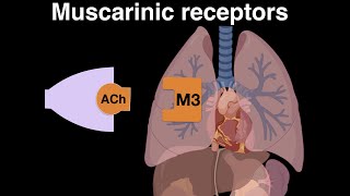 Muscarinic cholinergic receptors [upl. by Oemac]